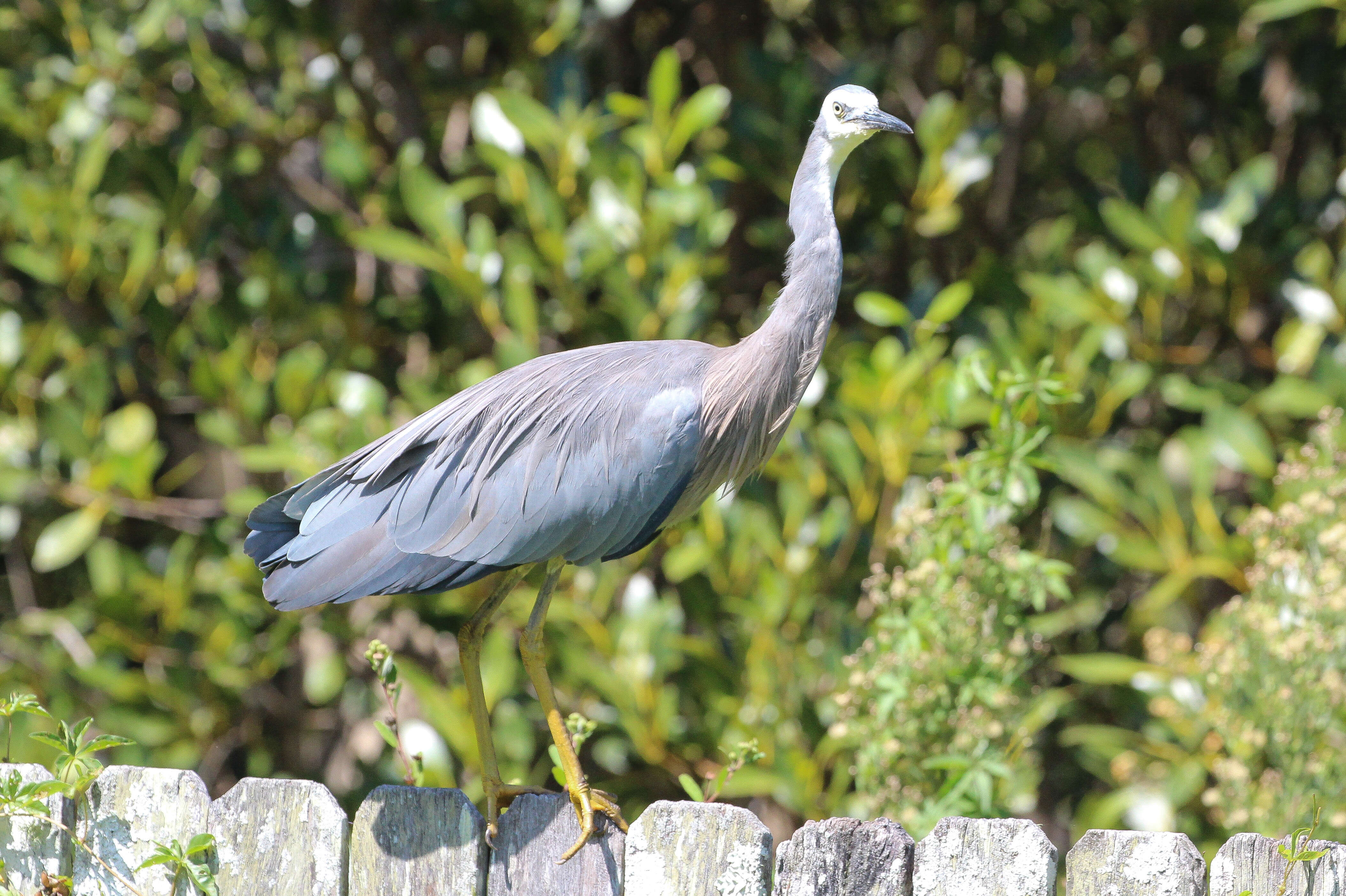 Image of Egretta Forster & T 1817