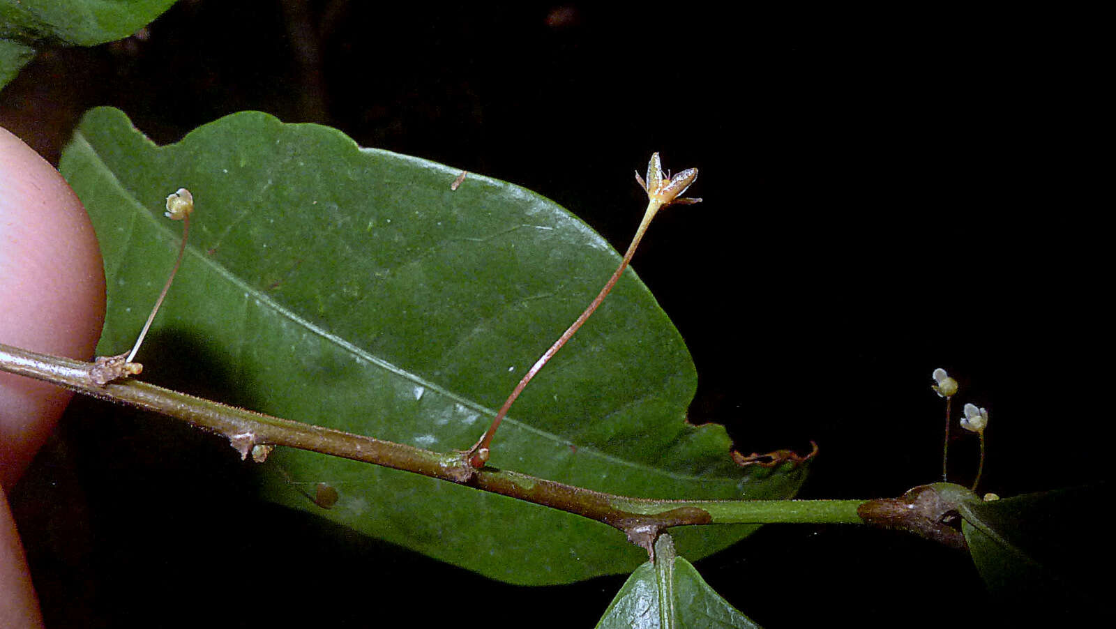 Plancia ëd Phyllanthus gradyi M. J. Silva & M. F. Sales