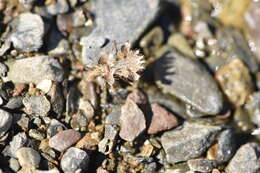 Image of Phyllomorpha