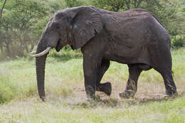 Image de éléphant d'Afrique
