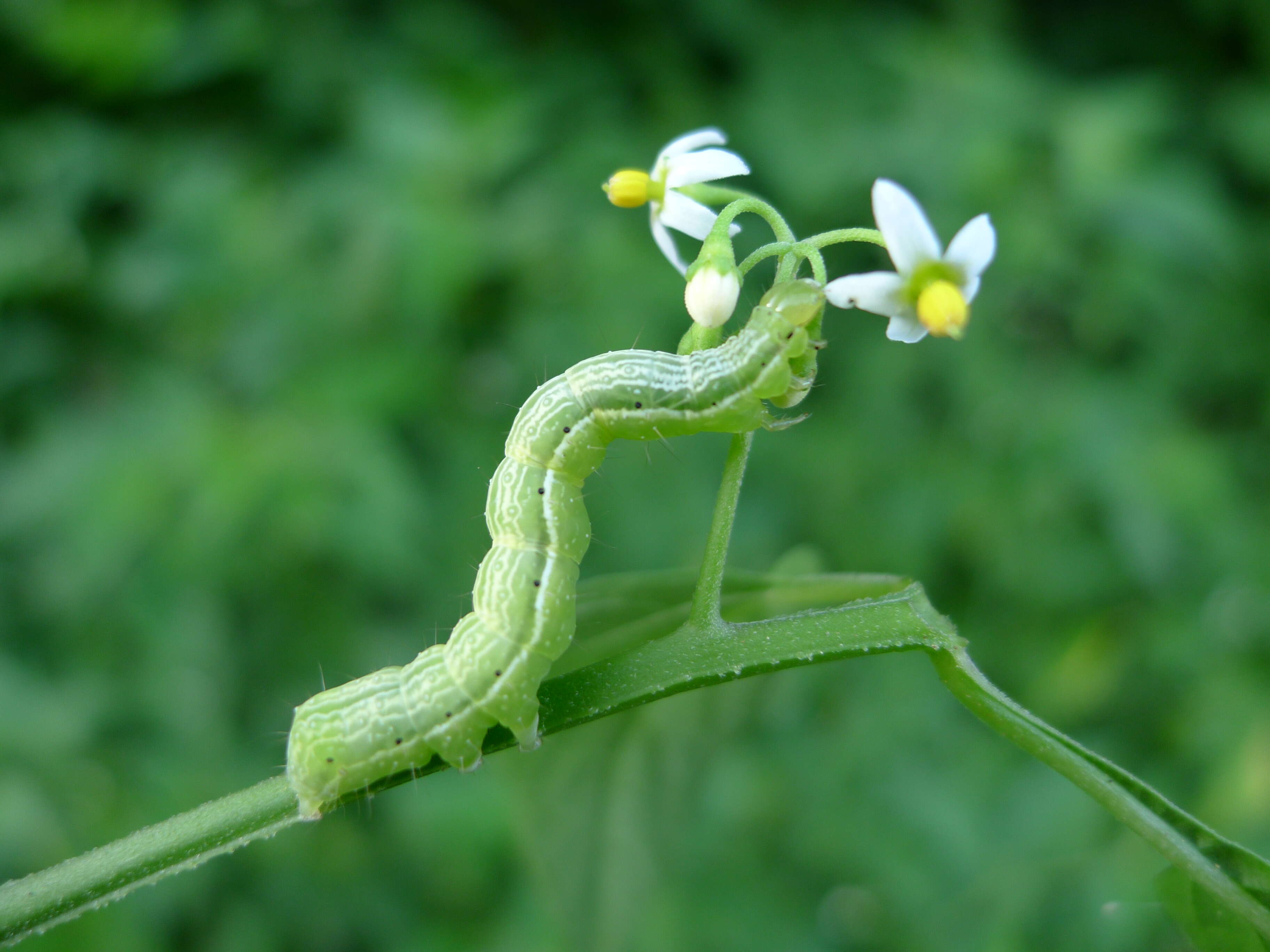 Image of Chrysodeixis