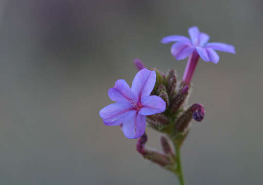 Image of leadwort