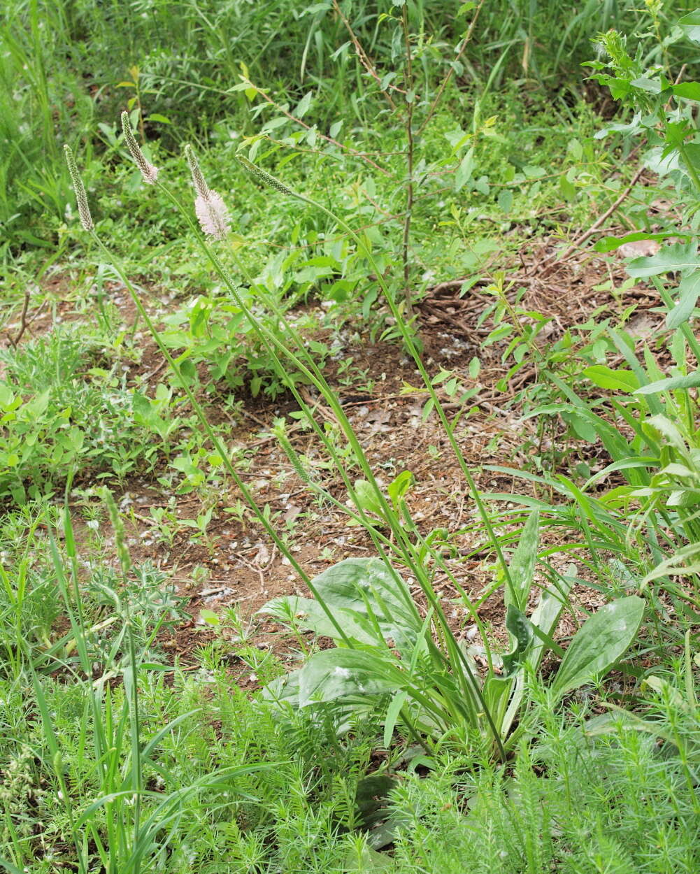 Image of Hoary Plantain