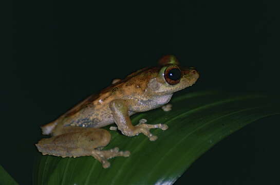 Image of Brown-spotted Treefrog