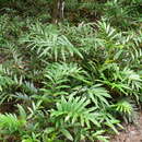 Image of mangrove fern