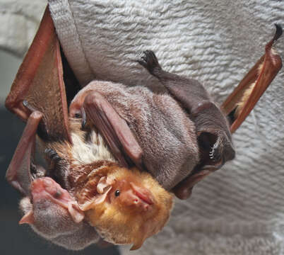 Image de Chauve-souris rousse