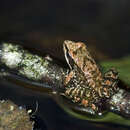 Image of Iberian Frog