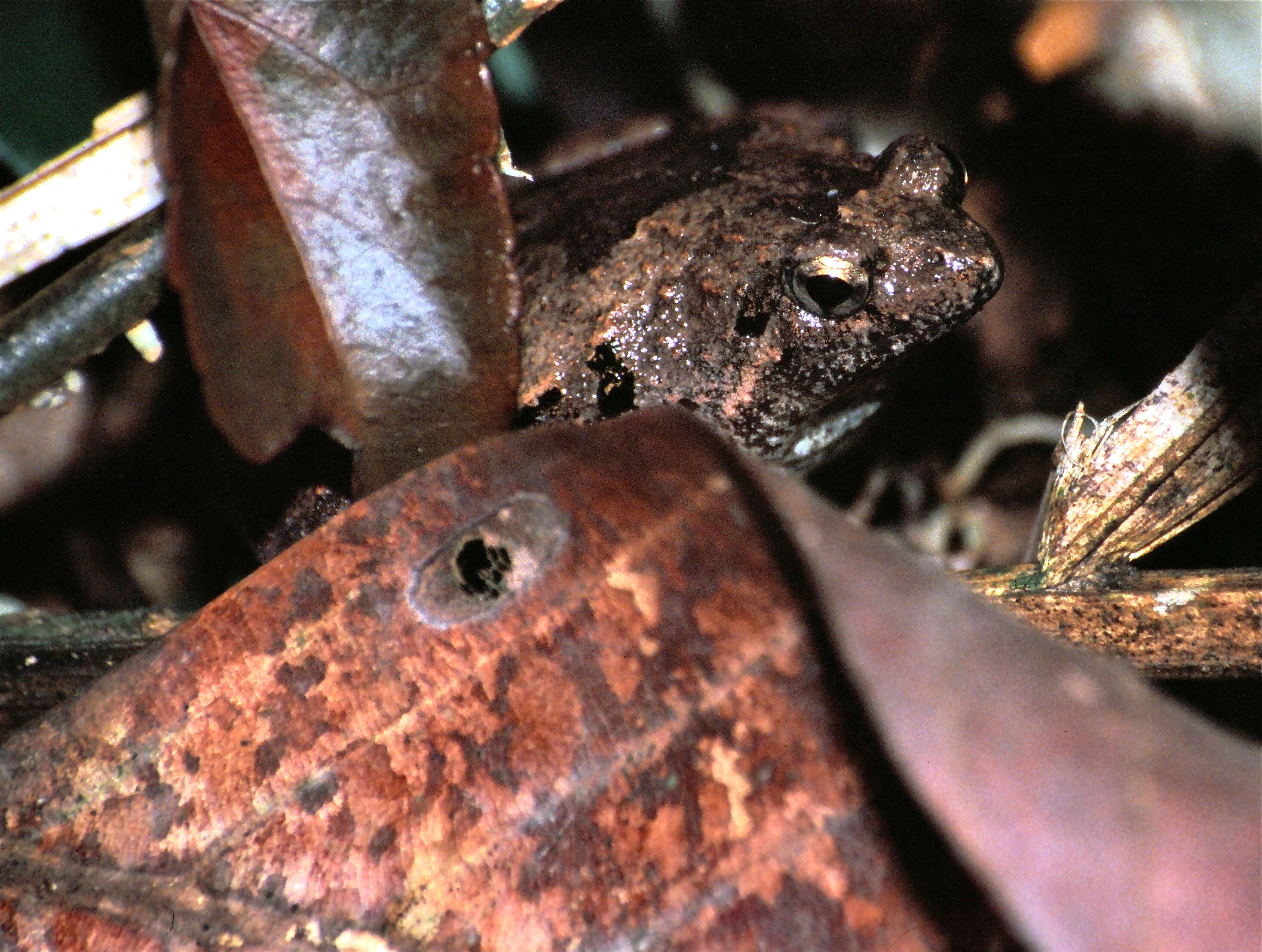 Image of rice frogs