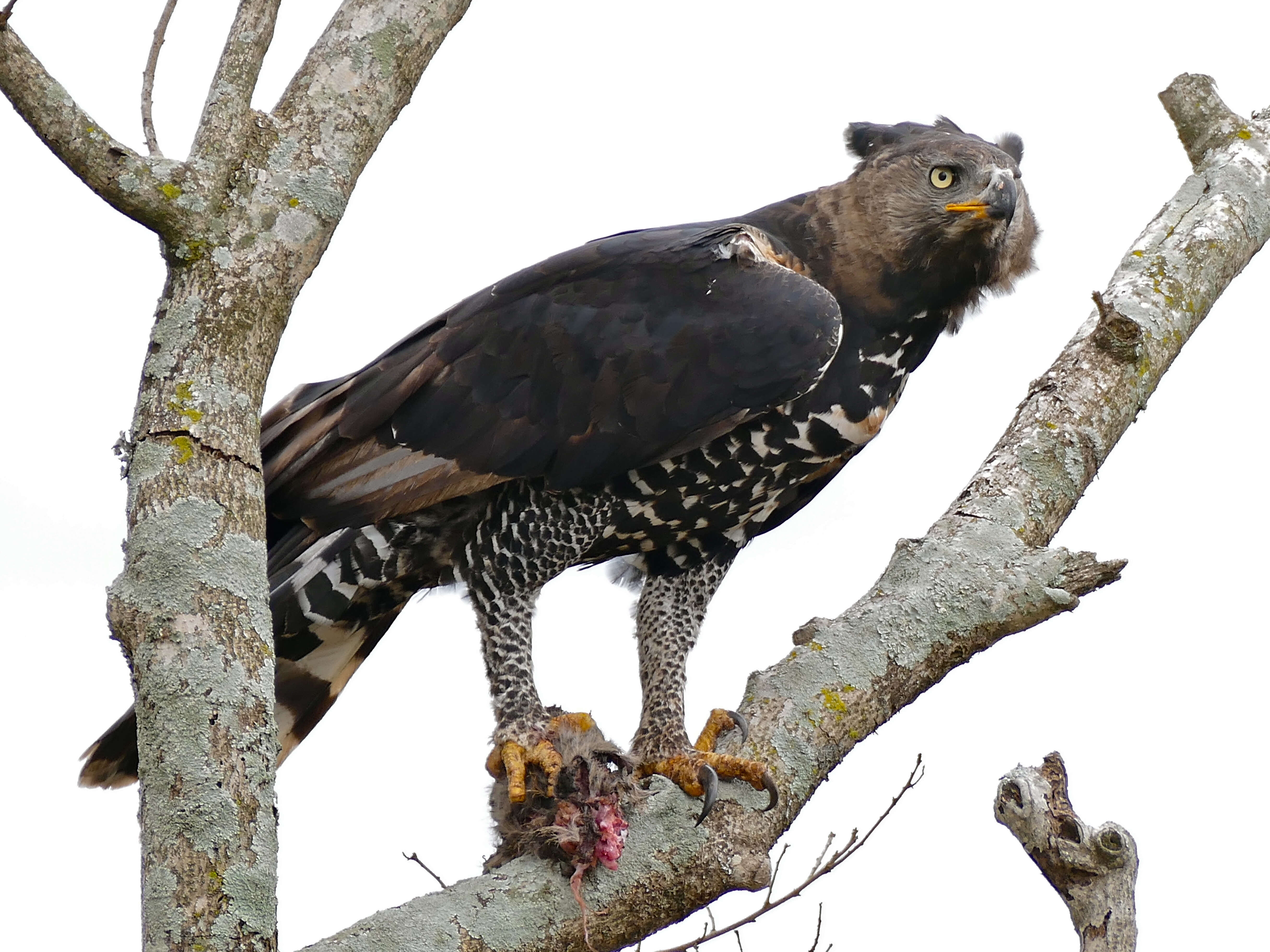 Image of Stephanoaetus Sclater & WL 1922