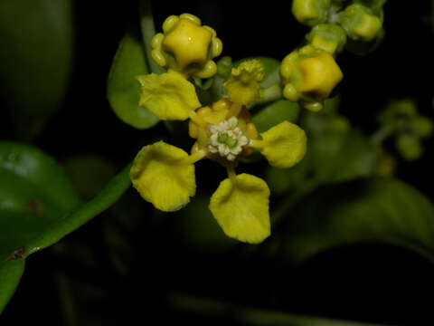 Image of Tetrapterys tinifolia Triana & Planch.