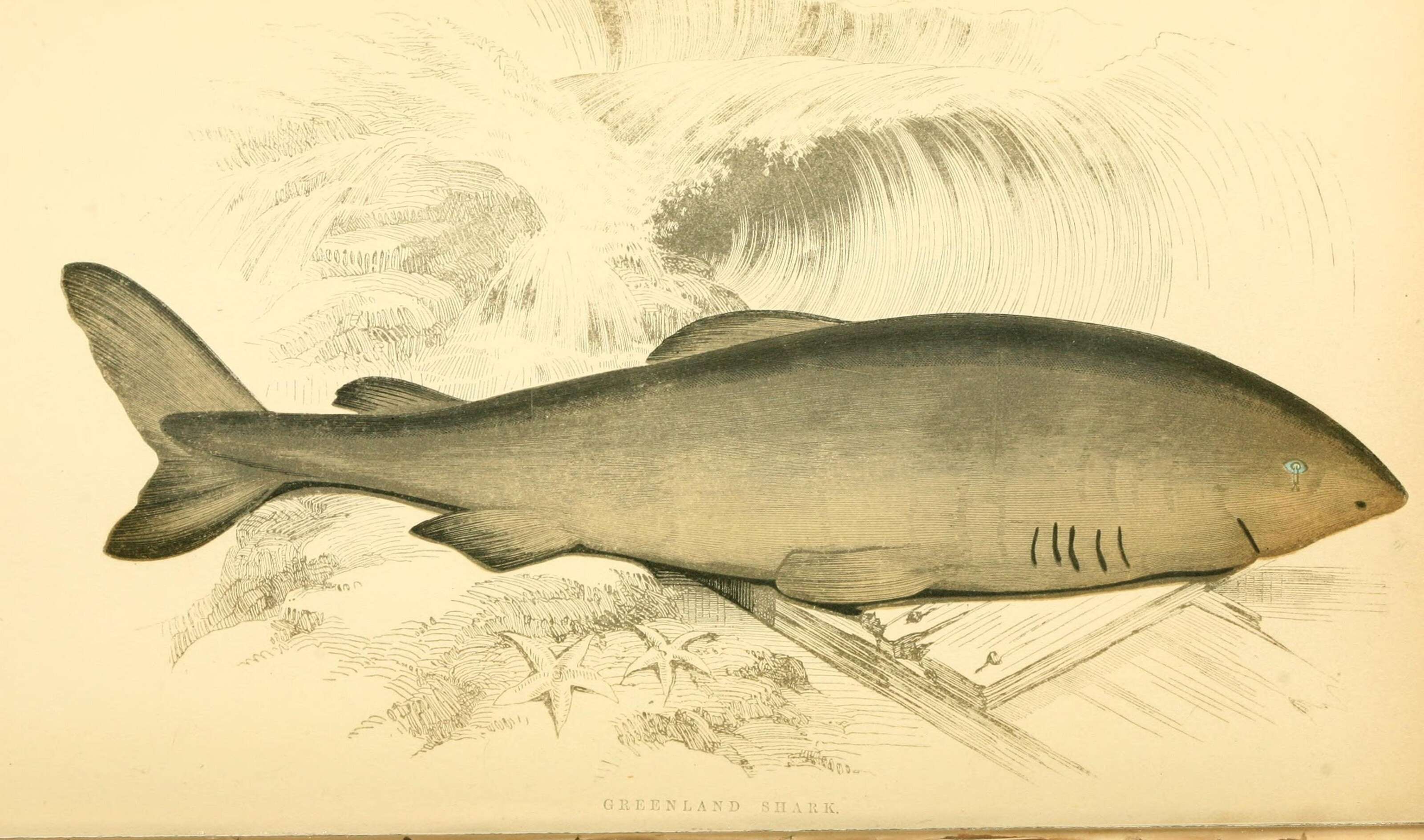 Image of sleeper shark