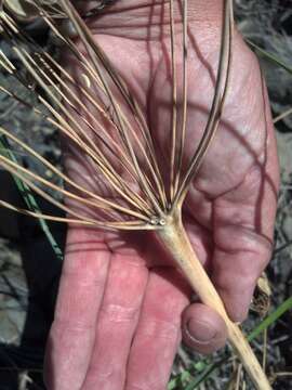 Image of barestem biscuitroot