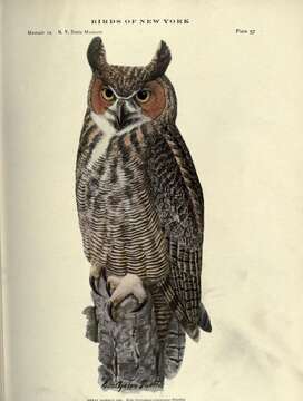 Image of Great Horned Owl