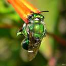 Image of Euglossa viridissima Friese 1899