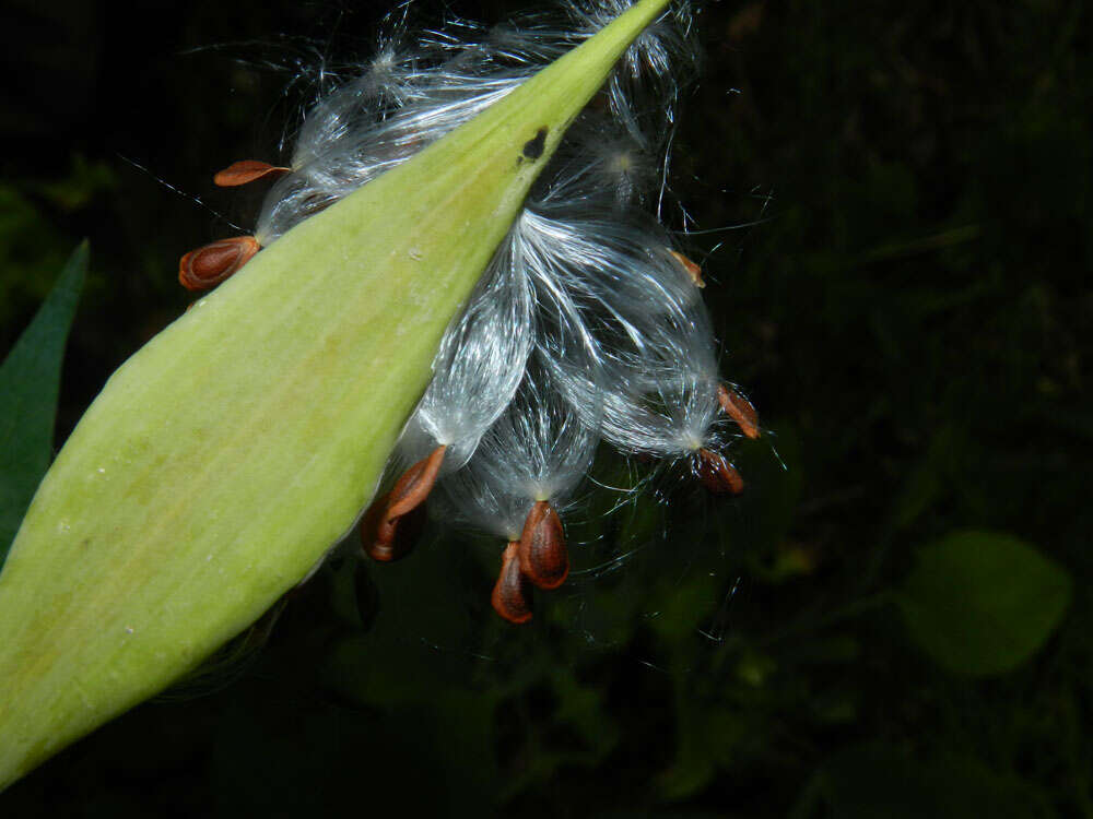 Image of milkweed