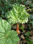 Image of rhubarb