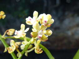 Image of Sarcanthopsis warocqueana (Rolfe) Garay