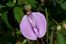 Image of butterfly pea