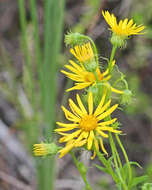 Image of goldenaster