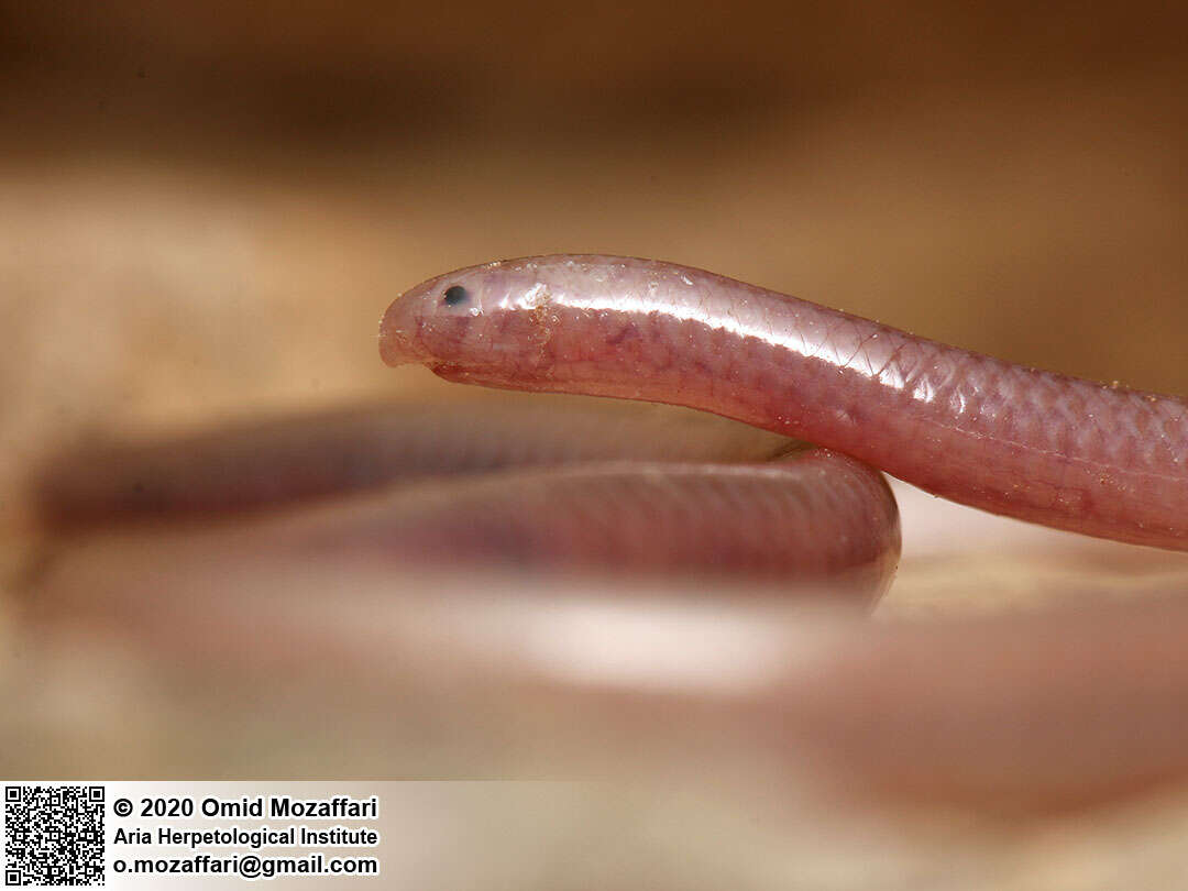 Image of Phillips' Blind Snake