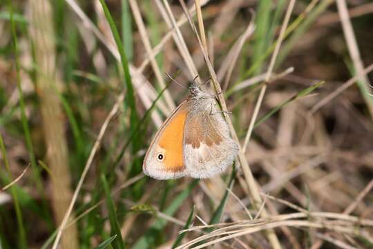 Image of small heath