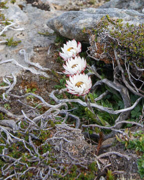 Image of Xerochrysum milliganii (Hook. fil.) Paul G. Wilson