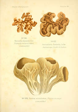 Image of Tremellomycetes