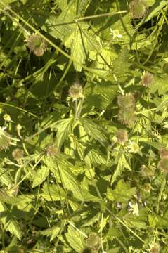 Image of rough avens