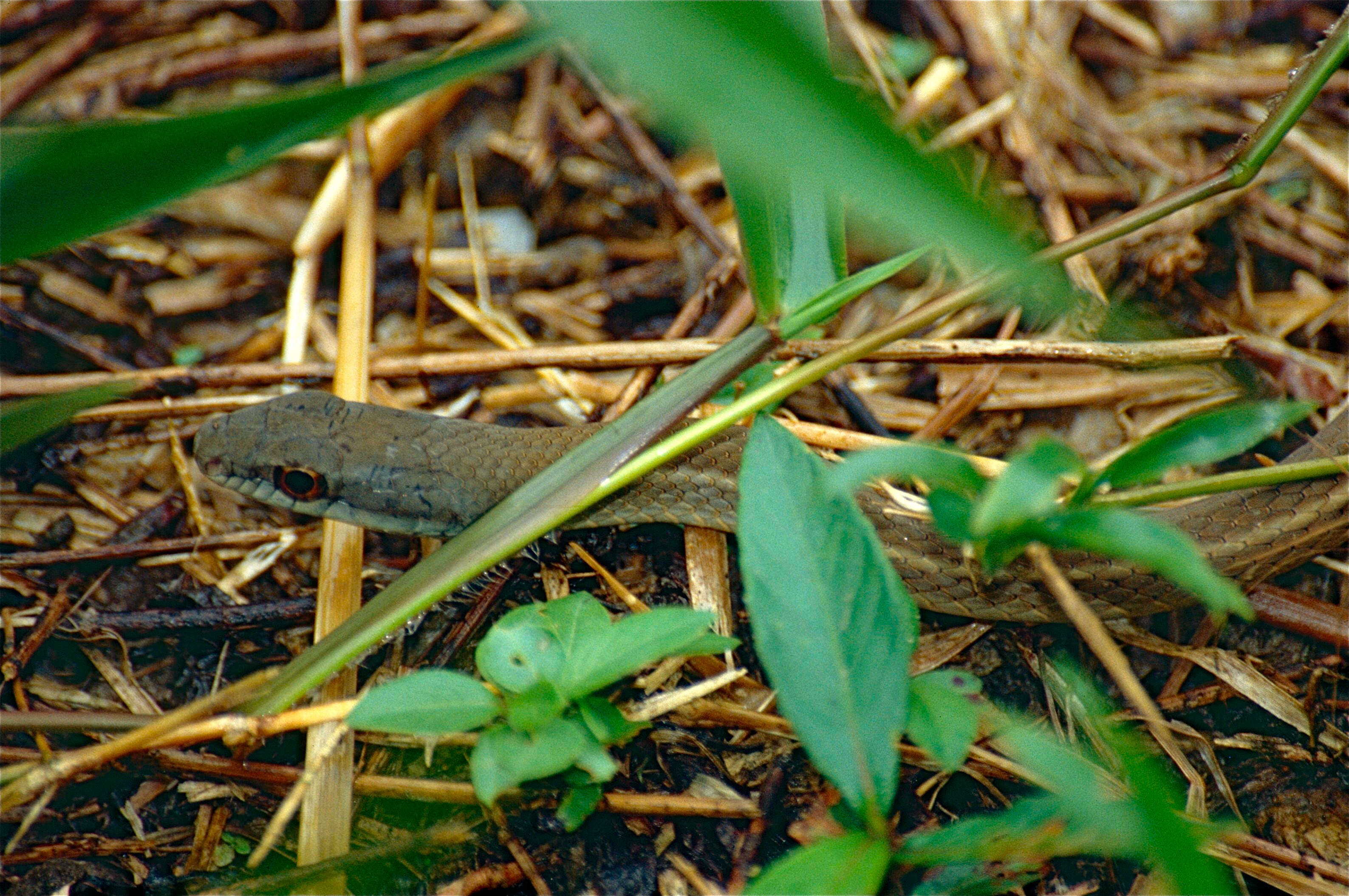 Image of Mastigodryas Amaral 1935