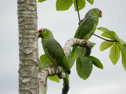 Imagem de Amazona autumnalis (Linnaeus 1758)