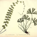 Imagem de Adiantum caudatum L.