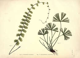 Image of tailed maidenhair