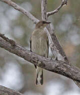 Image of Greater Honeyguide