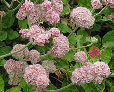 Imagem de Eriogonum grande Greene