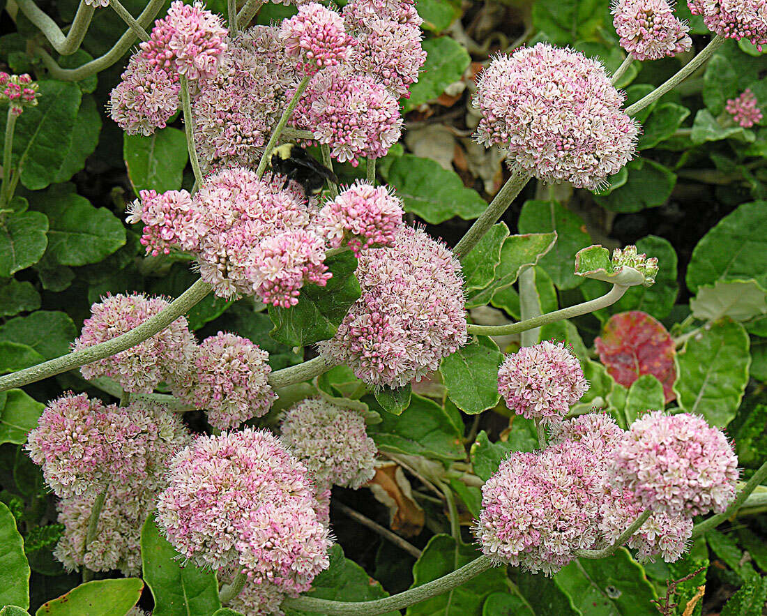 Image of redflower buckwheat