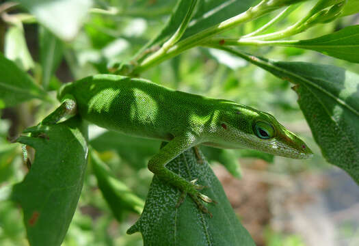 Sivun Anolis carolinensis Voigt 1832 kuva