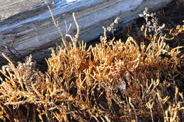 Image of Glasswort