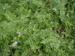 Image of thoroughwort