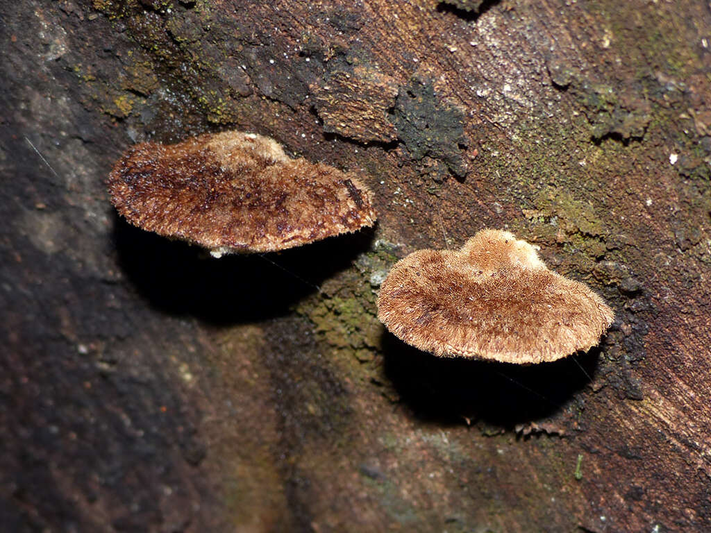 Image of Postia pelliculosa (Berk.) Rajchenb. 1988