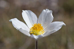 Image of pasqueflower