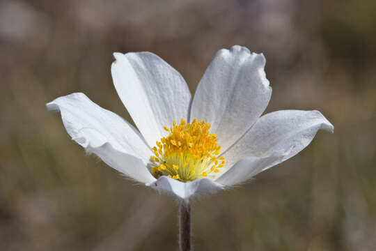 Image of alpine anemone