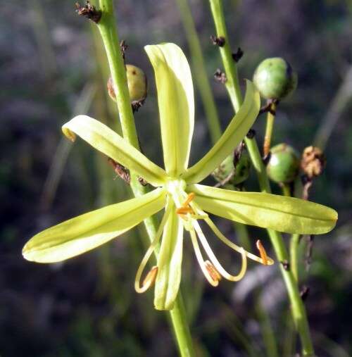 Image of Asphodeline liburnica (Scop.) Rchb.