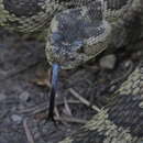 Image of Crotalus oreganus lutosus Klauber 1930