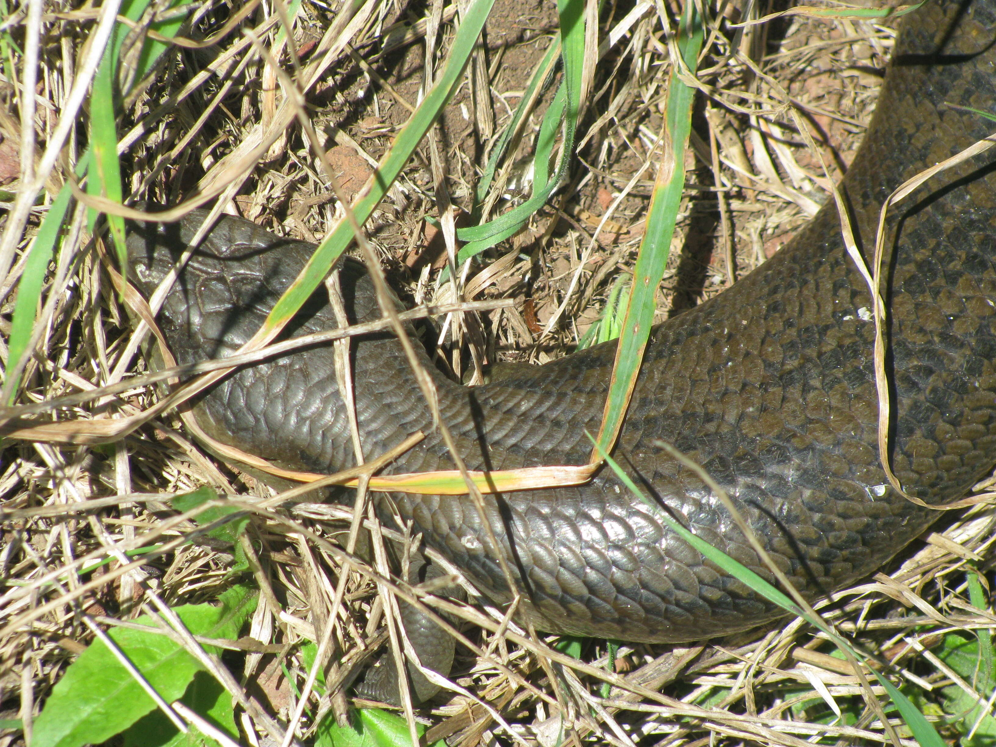 Image of Blue-tongued Skinks