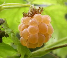 Image of blackberry