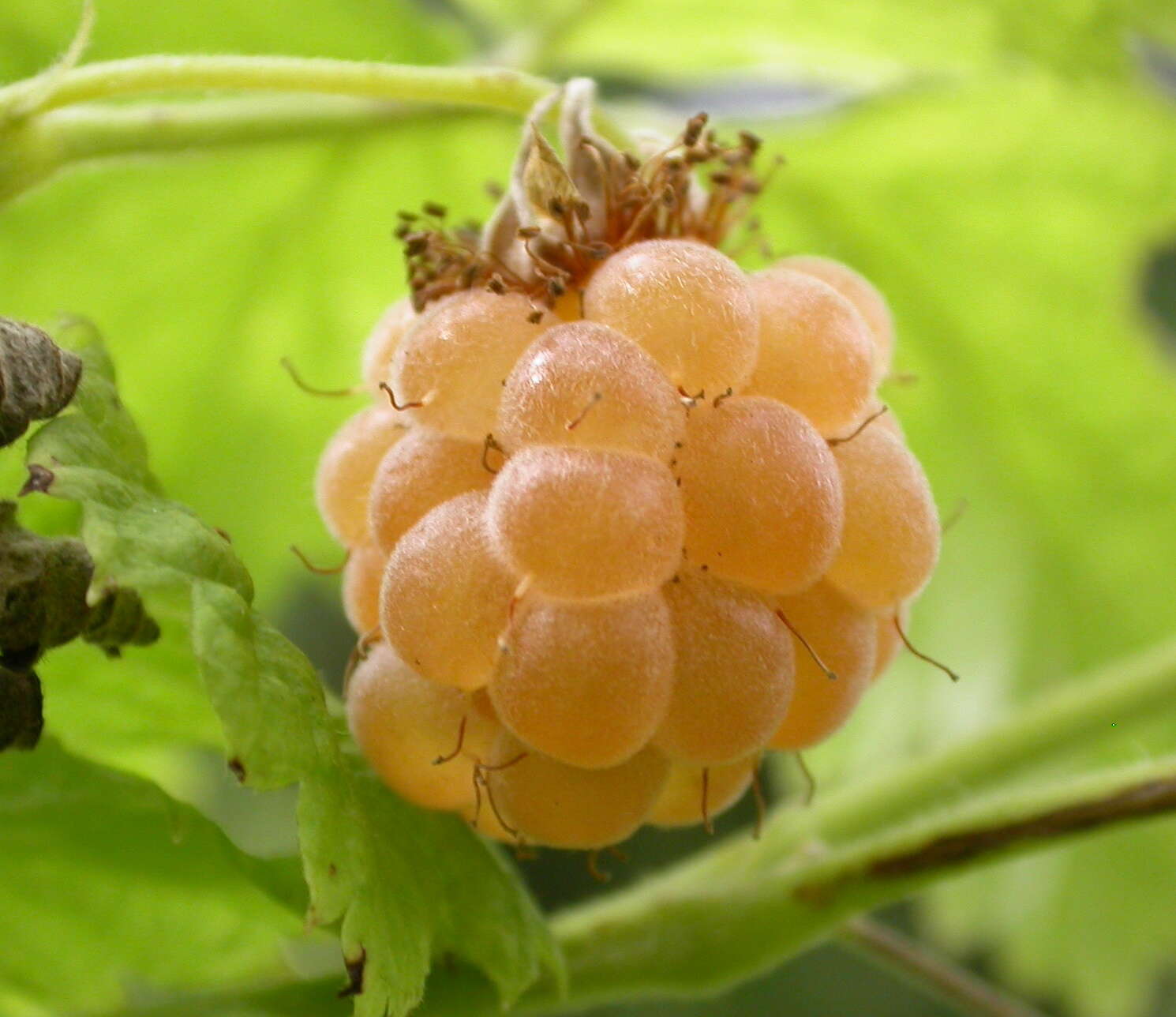 Imagem de Rubus