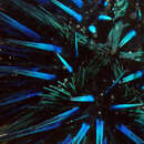 Image of Diadema urchin