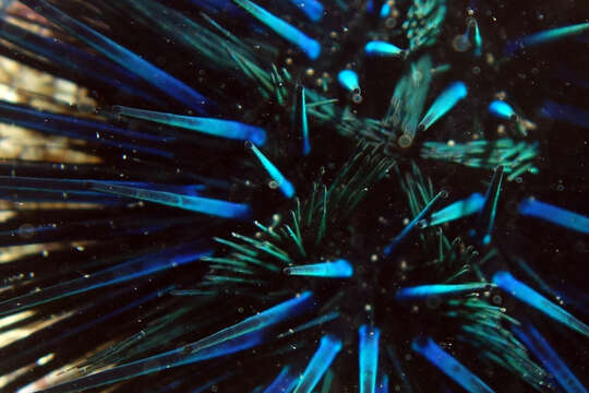 Image of Diadema urchin