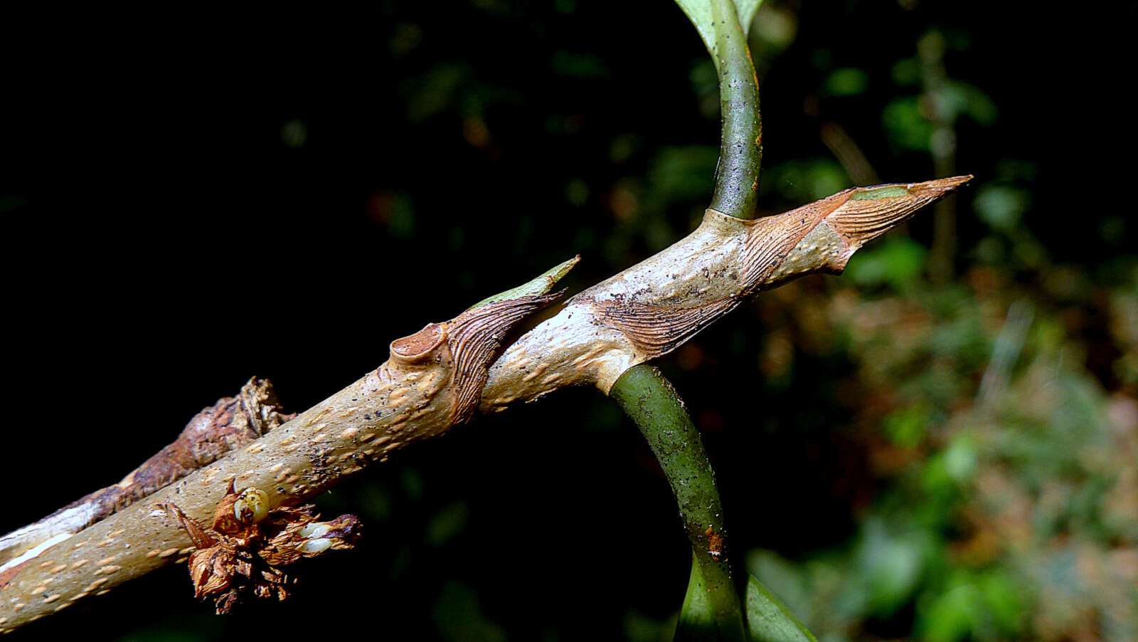 Image of Erythroxylum nobile O. E. Schulz