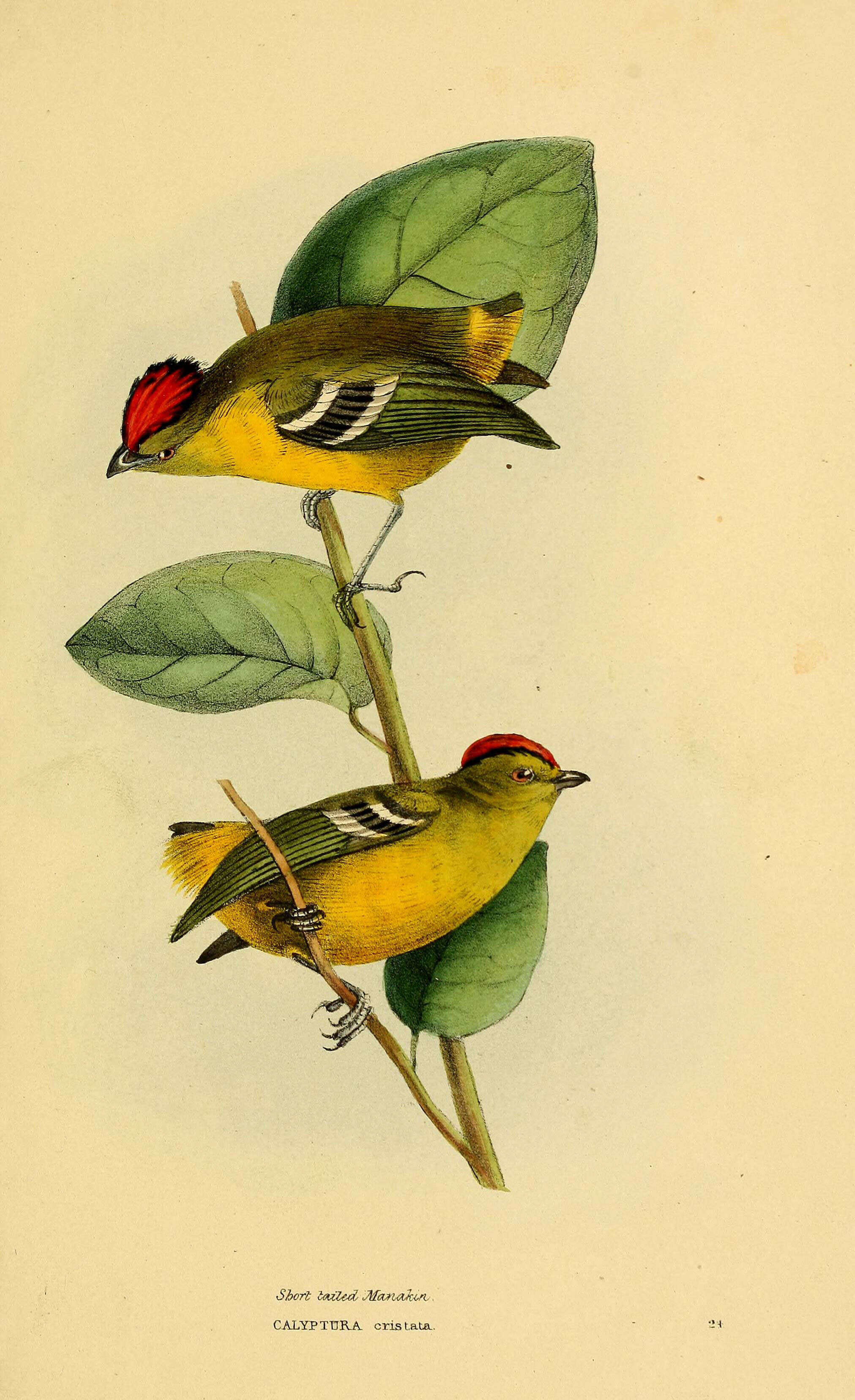 Image of Calyptura Swainson 1832